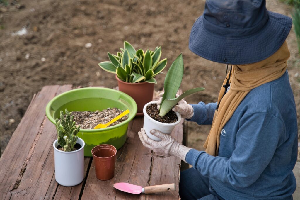 観葉植物の植え替えをする人