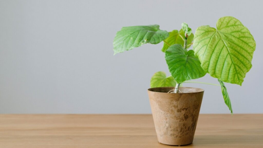 観葉植物のフィカス・ウンベラータ